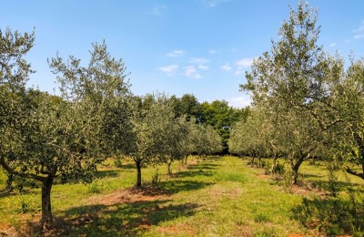 Kaštelir - Prekrasan i održavan maslinik s ucrtanim putem