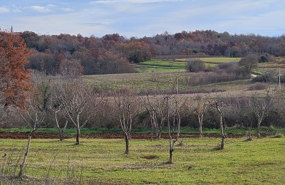 Porec 16 km, Umgebung von Vizinada - Bau- und Landwirtschaftsland, wunderschöne Lage und absolute Ruhe